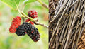 12 cuttings unrooted Mulberry Tree E64789