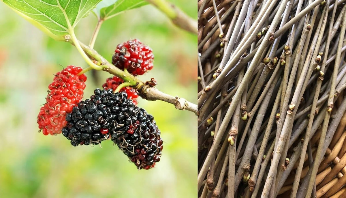 12 cuttings unrooted Mulberry Tree E64789