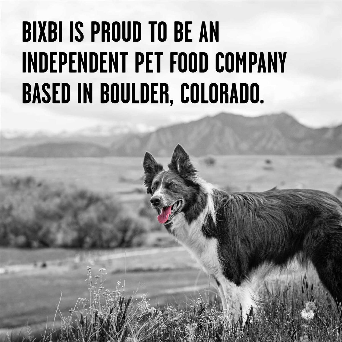 Freeze Dried Beef Dog Food B2059