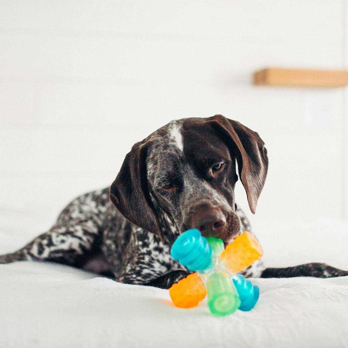 Dog Toy M462664
