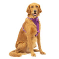 Dog Harness W203
