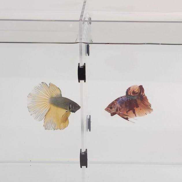 Acrylic Aquarium X932248